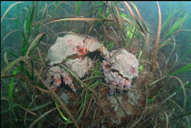 Puget Sound king crabs