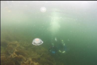 moon jellies