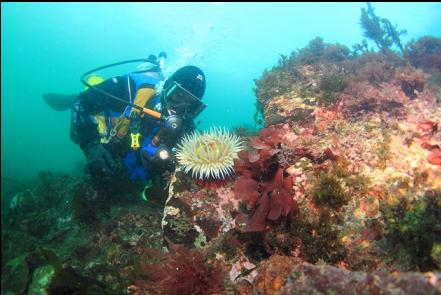 fish-eating anemone near shore