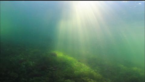 under the shade of the trees in the shallows