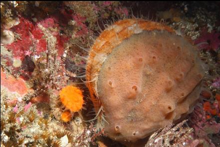 scallop and cup coral