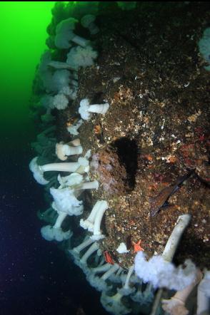 kelp greenling, juvenile yelloweye rockfish, boot sponge and anemones