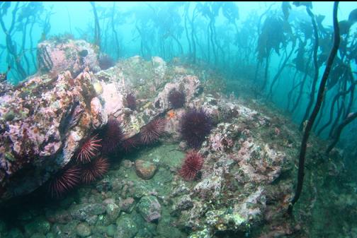 urchins