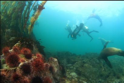 next to urchins and kelp