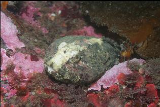 BUFFALO SCULPIN