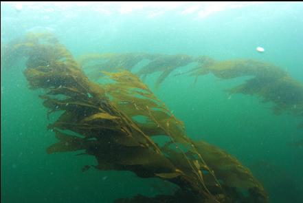 kelp at the surface