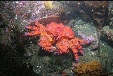 Puget Sound king crab