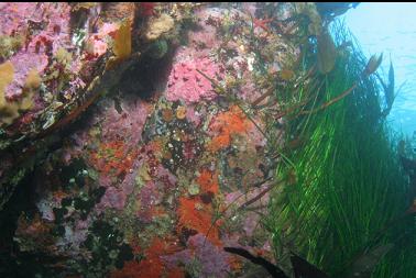 hydrocoral, tunicates, surfgrass, etc.