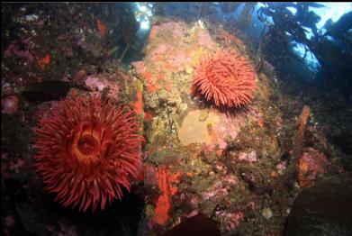 fish-eating anemones