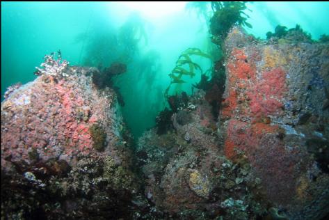 strawberry anemones