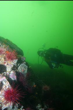 URCHINS ON REEF