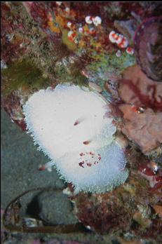 NUDIBRANCHS