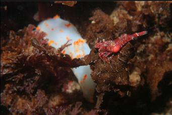 SHRIMP IN FRONT OF NUDIBRANCH