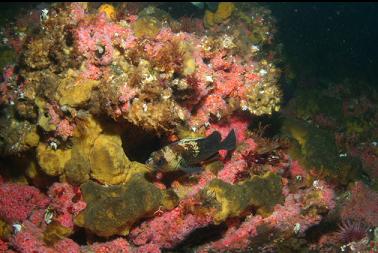 quillback rockfish at base of wall