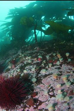 brooding anemones