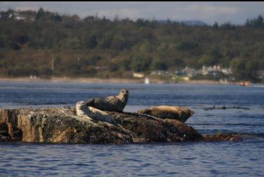 seals on nearby rock