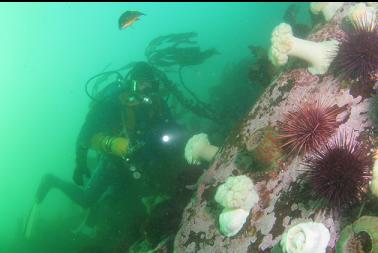 anemones and urchins