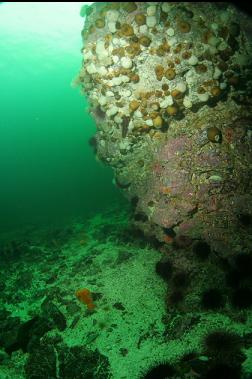 sea pen next to wall