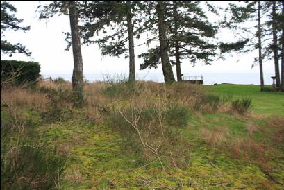 mossy area at end of lane