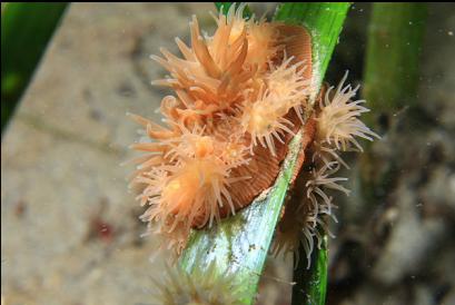 brooding anemones on eel grass