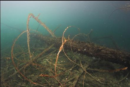 tree in the bay