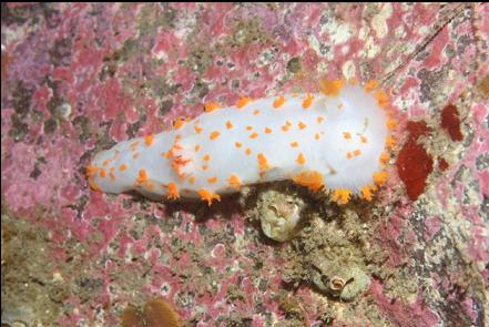 clown nudibranch