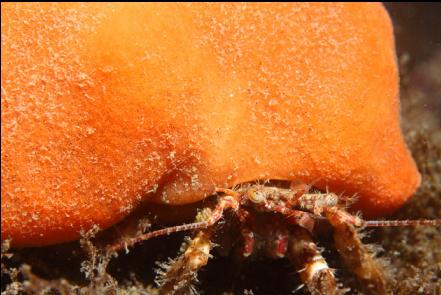 hermit crab in sponge-covered shell