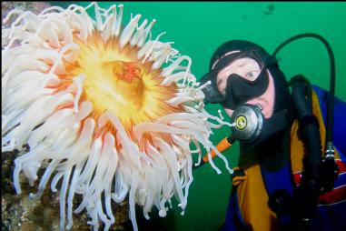 FISH-EATING ANEMONE