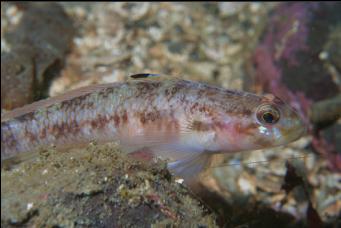 GOBY