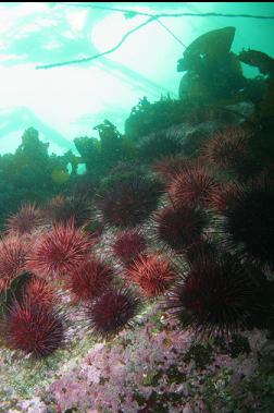 urchins at entrance to bay