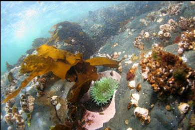 green anemone