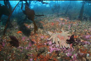 sunflower star on shallow wall