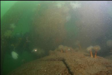 rudder at bottom of photo, marina piling on left