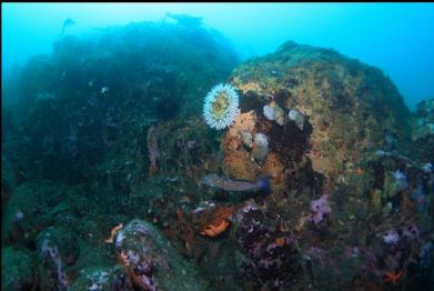 kelp greenling under fish-eating anemone