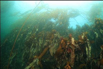 kelp near boat