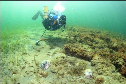 2 moon snails in the bay while breathing off my bailout