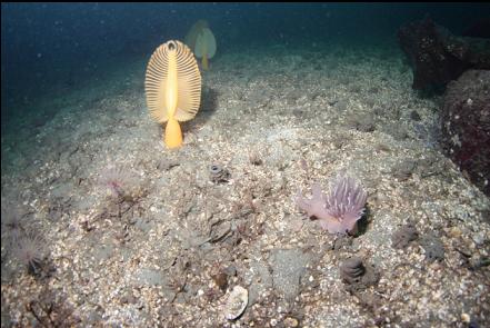 sea pens and giant nudibranch