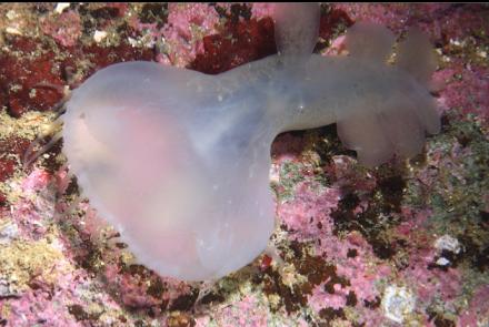 hooded nudibranch 20 feet deep