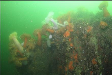 plumose anemones