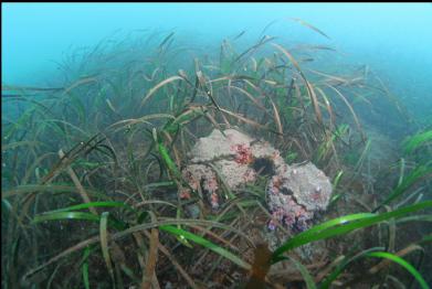 Puget Sound king crabs