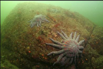 sunflower stars near shallows