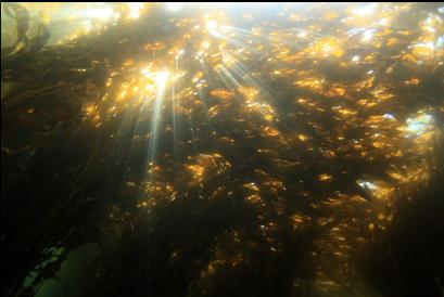 looking up under the ceiling of kelp