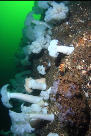 quillback rockfish near a boot sponge