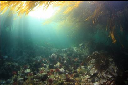 urchins under kelp