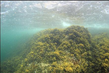 rockweed at the entry-point