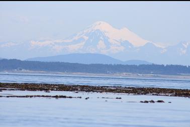 kelp and crooked Mount Baker