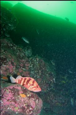 TIGER ROCKFISH