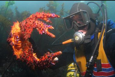 Puget Sound king crab