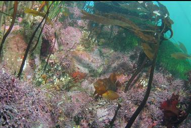 kelp greenling in shallows