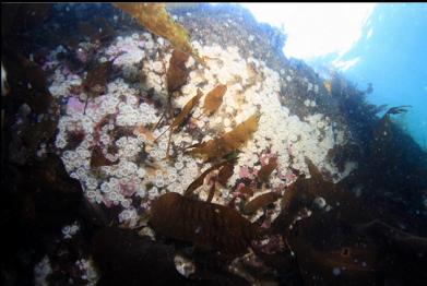 small white anemones